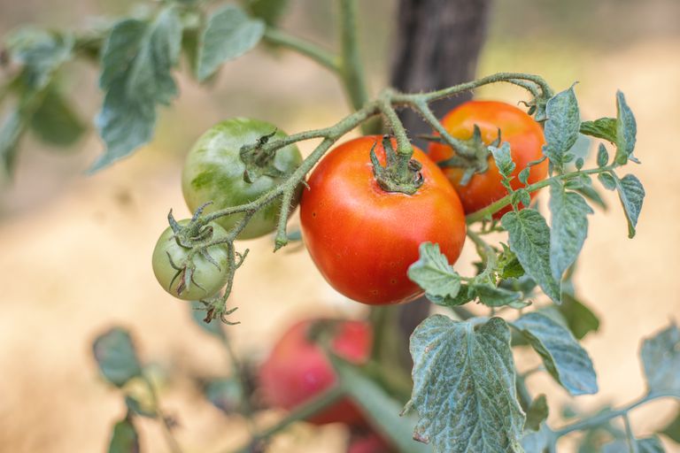 C Mo Cultivar Tomates Ecverde