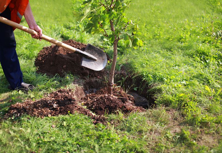 C Mo Trasplantar Un Rbol Ecverde