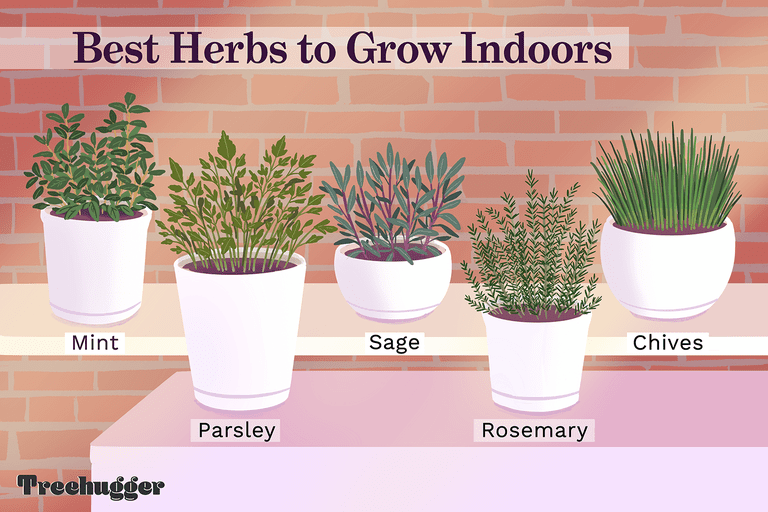 Las Mejores Hierbas Para Cultivar En Interiores Ecverde