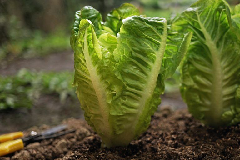 C Mo Cultivar Y Cosechar Lechuga Cortada Y Vuelta A Empezar Para