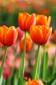 tulipanes anaranjados
