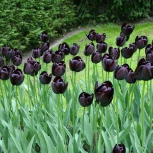 usos y significado del tulipan negro