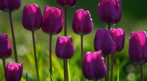 tulipanes en holanda