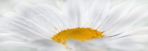 crisantemo blanco