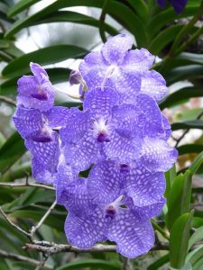 caracteristicas de la Orquídea Vanda