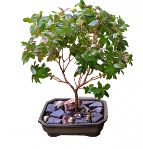 caracteristicas del bonsai ficus