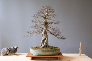 cuidados del bonsai olmo
