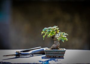caracteristicas del bonsai limonero