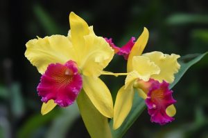 cuidados de la Orquídea Cattleya