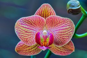 cuidados de la Orquídea Phalaenopsis