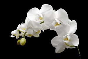 orquidea Miltonia