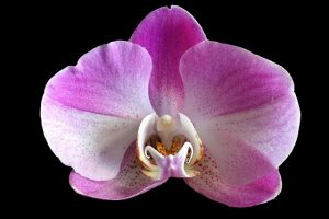 Como plantar una orquídea