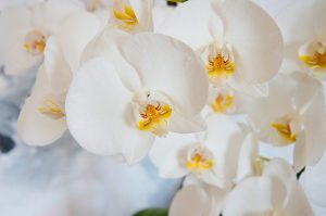 como cuidar una Orquídea Phalaenopsis