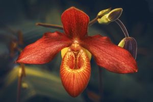 Orquídea Roja
