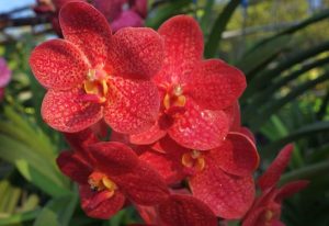 cuidados de la Orquídea Roja