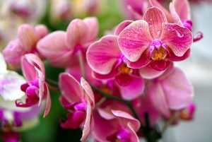 caracteristicas de la Orquídea Phalaenopsis
