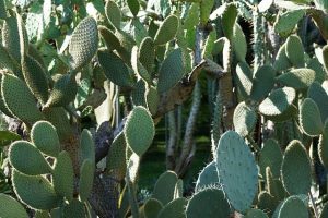 cuidados del cactus Echeveria