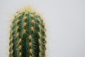 como plantar un cactus