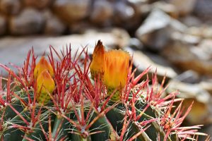 Cactus Haworthia