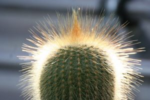 Cactus Echeveria
