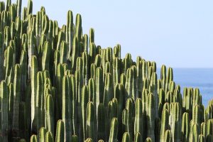 cactus de piedra