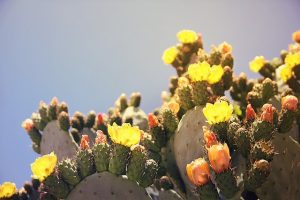 cactus con flores