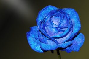 significado de la rosa azul