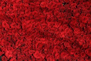 ramo de rosas rojas