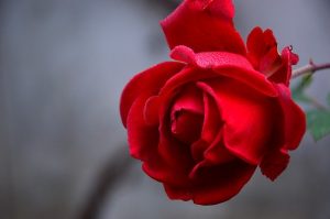 significado de la rosa roja