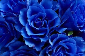 ramo de rosas azules