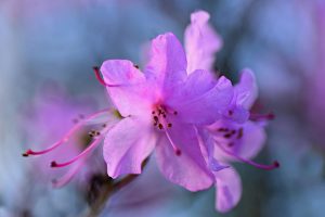 flor de azalea