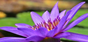 flor del lirio morado