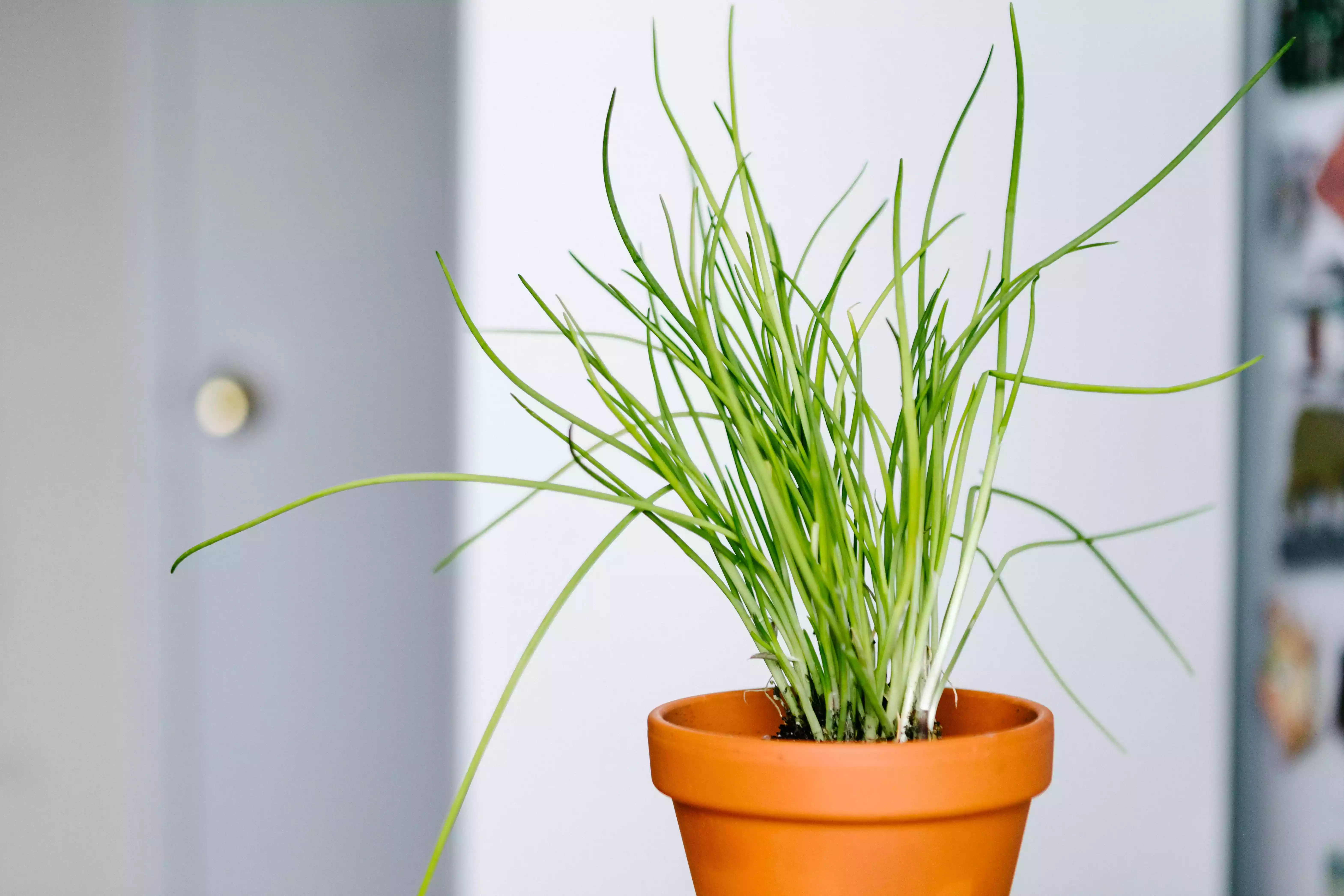 bright green chives plant in terra cotta pot in white indoor room