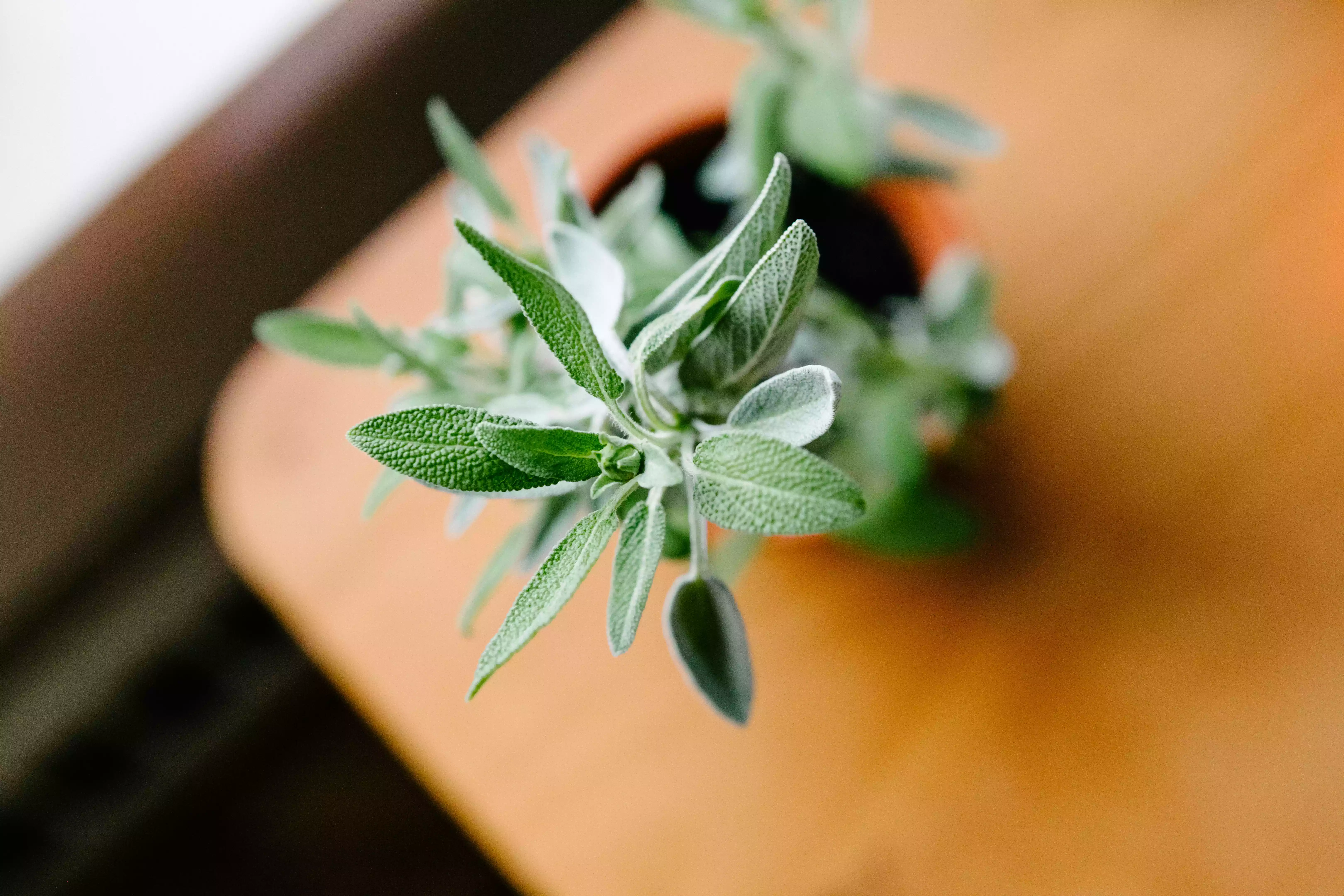 overhead tight focus shot of fuzzy sage herb plant in pot on wooden table