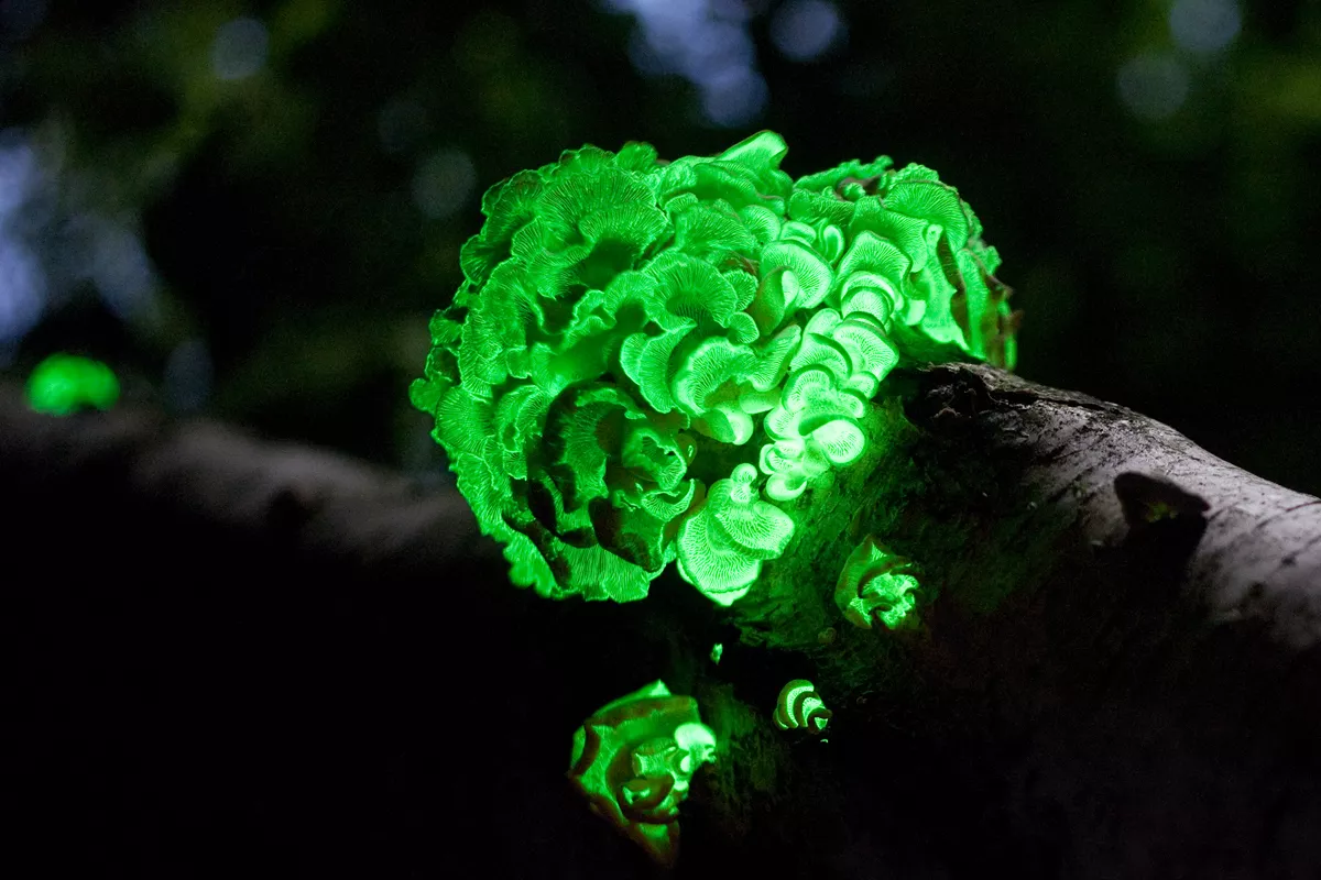 Panellus stipticus mushroom on tree trunk glowing green at night