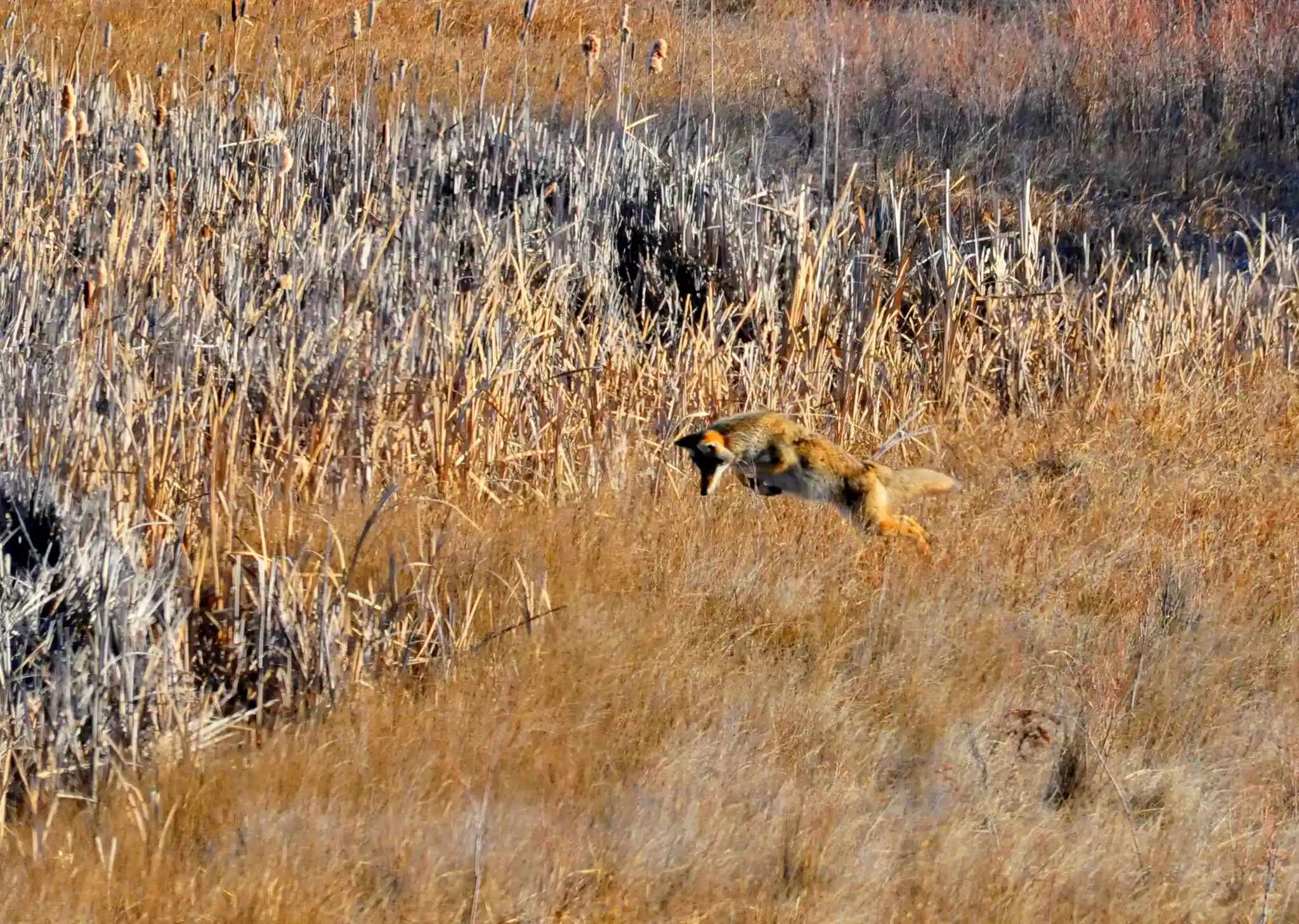 coyote hunting meadow voles by leaping in air