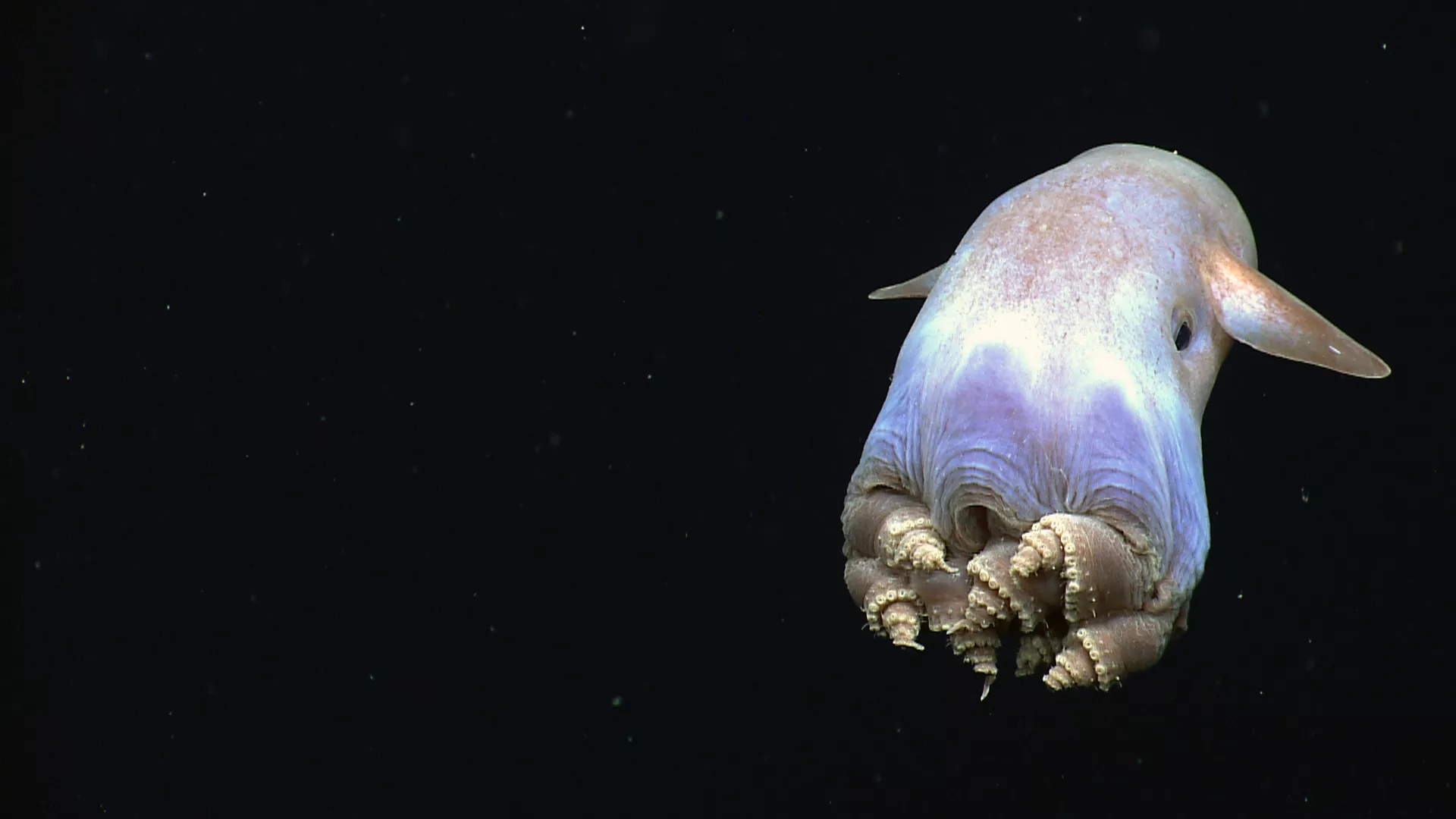Dumbo octopus displays a body posture that has never before been observed in cirrate octopods.
