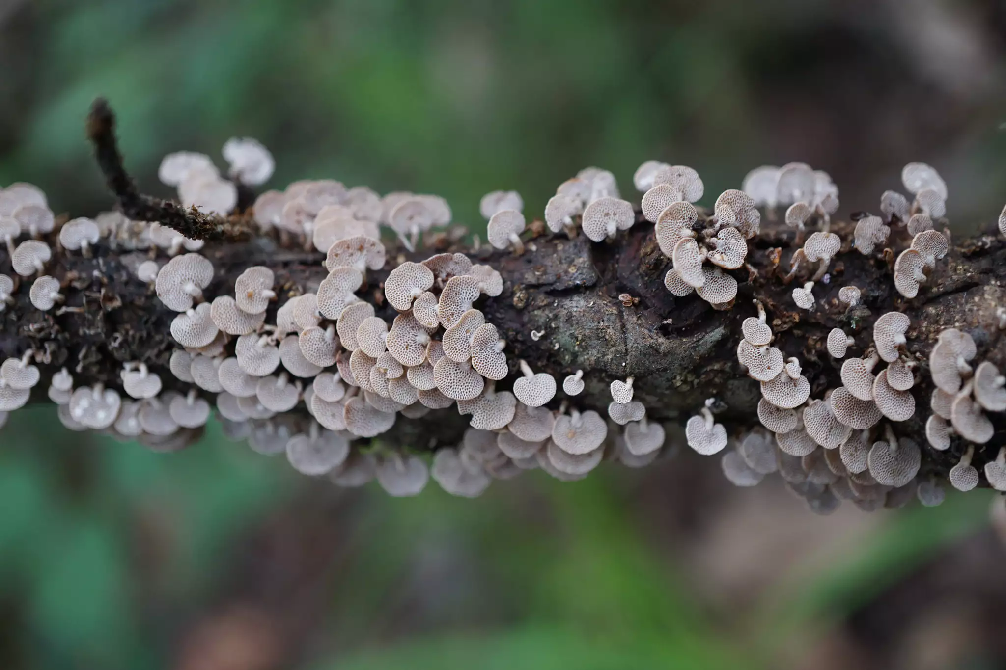 Close-up of tiny Panellus pusillus covering a tree limb