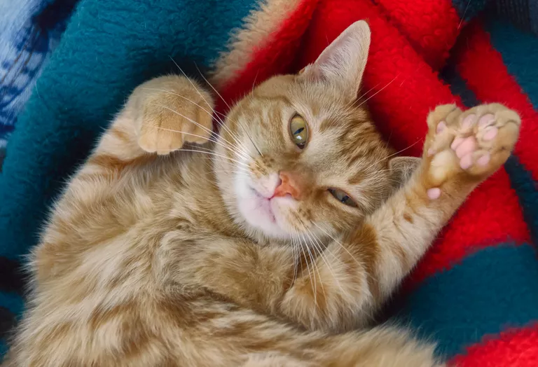 10 Cosas No Sabías Sobre los Gatos Polidáctilos - ECVerde