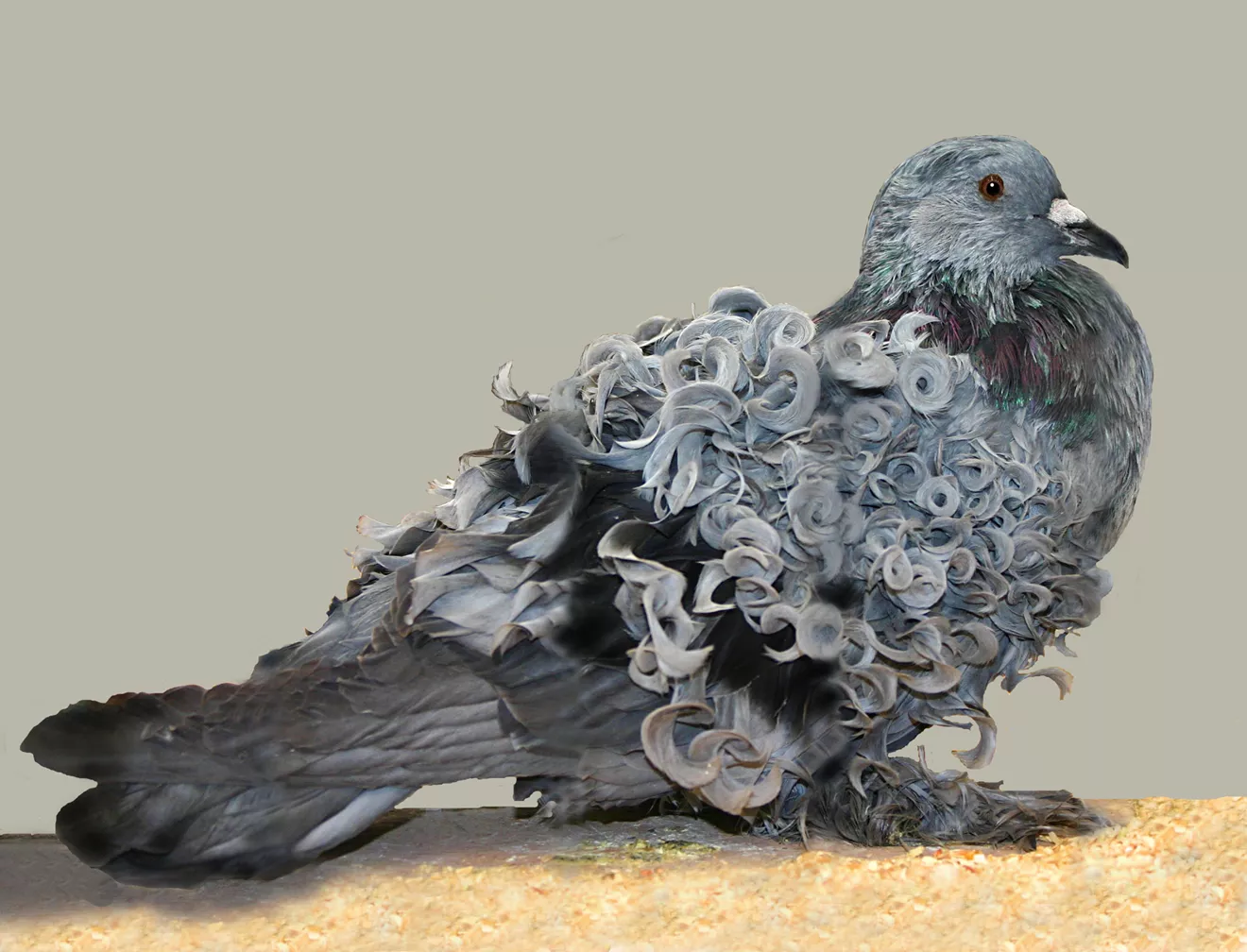 A gray frillback pigeon standing on sawdust-covered ground