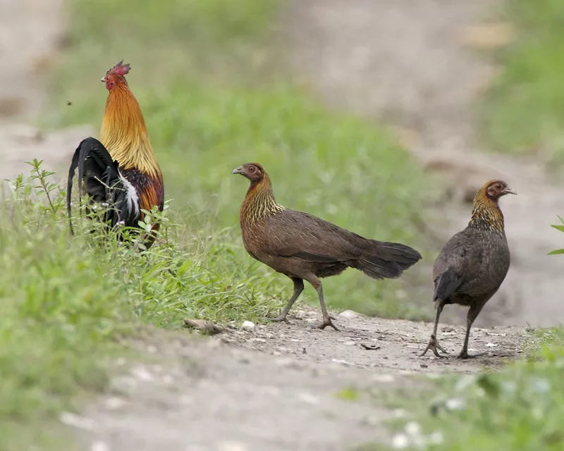 Red jungle fowl rooster and two hens Kaziranga, Assam, India