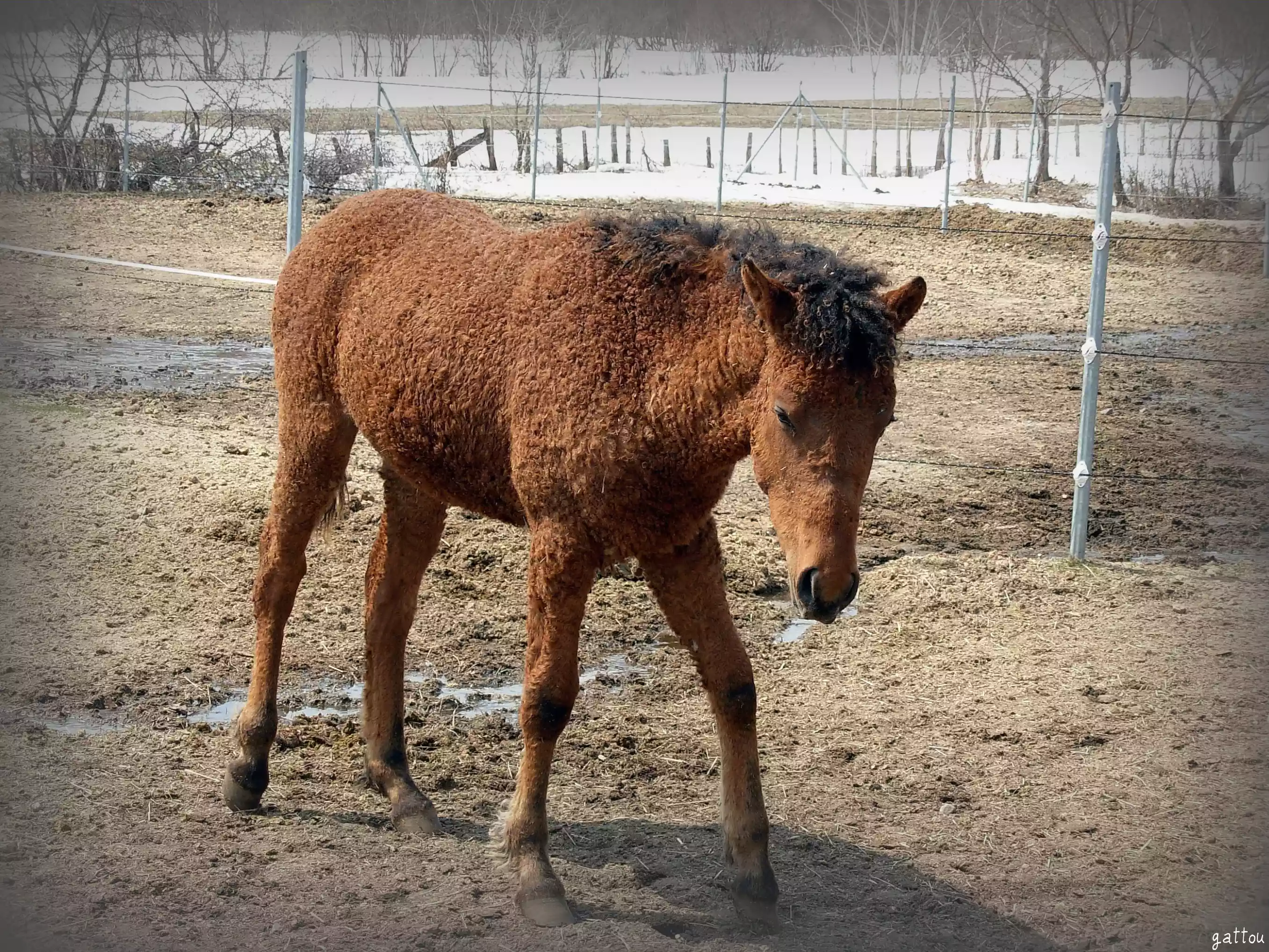 A brown curly horse walking on dirt