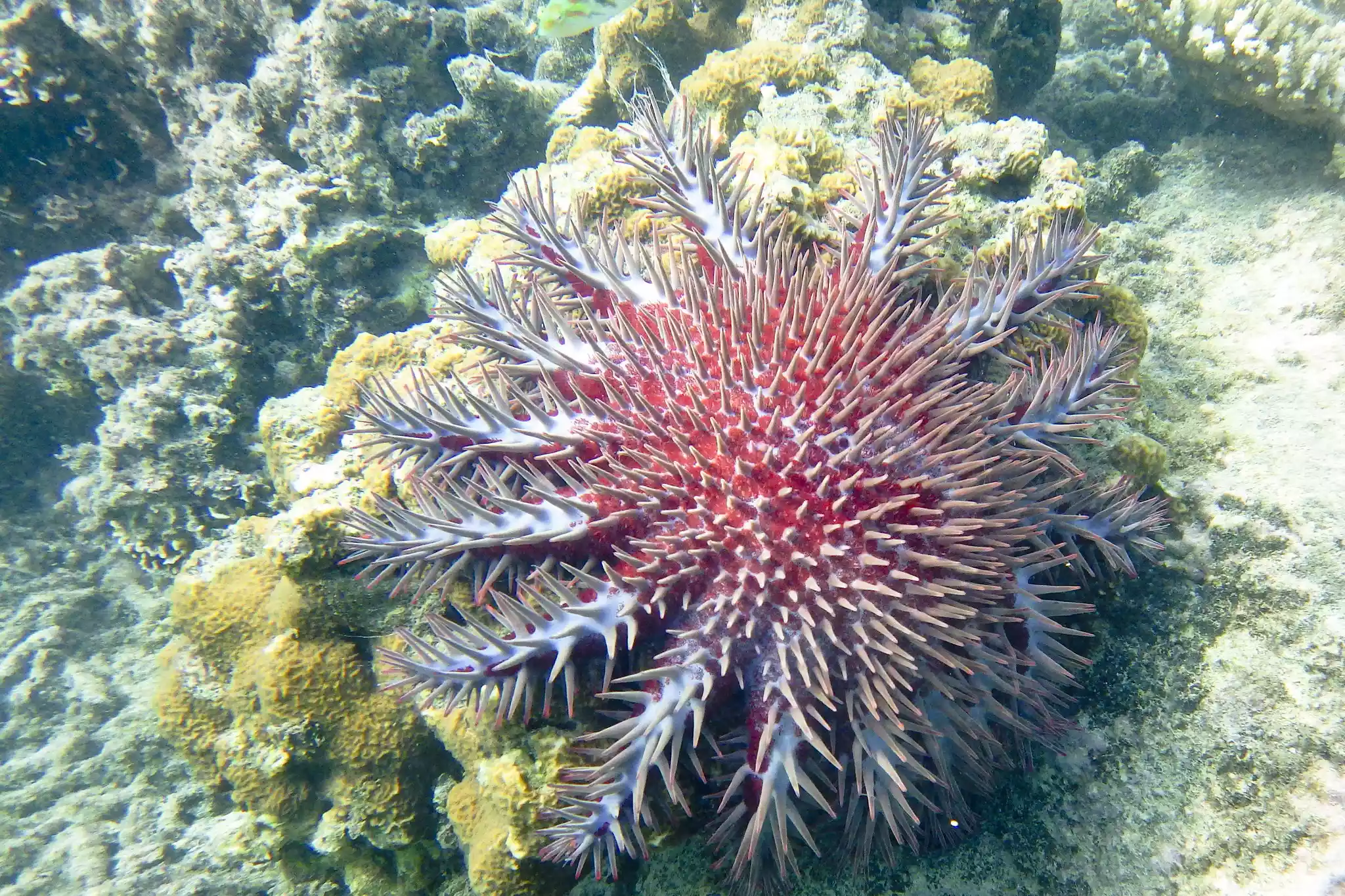 large thorny sea star on dead coral