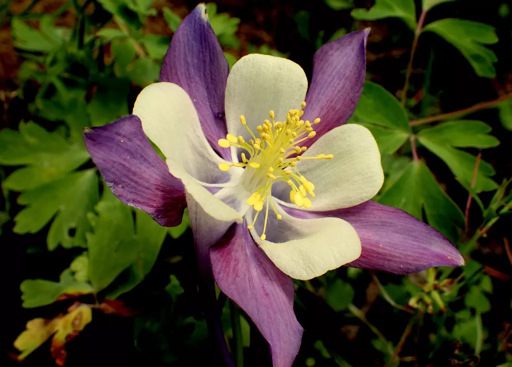 A single white and purple columbine in full bloom
