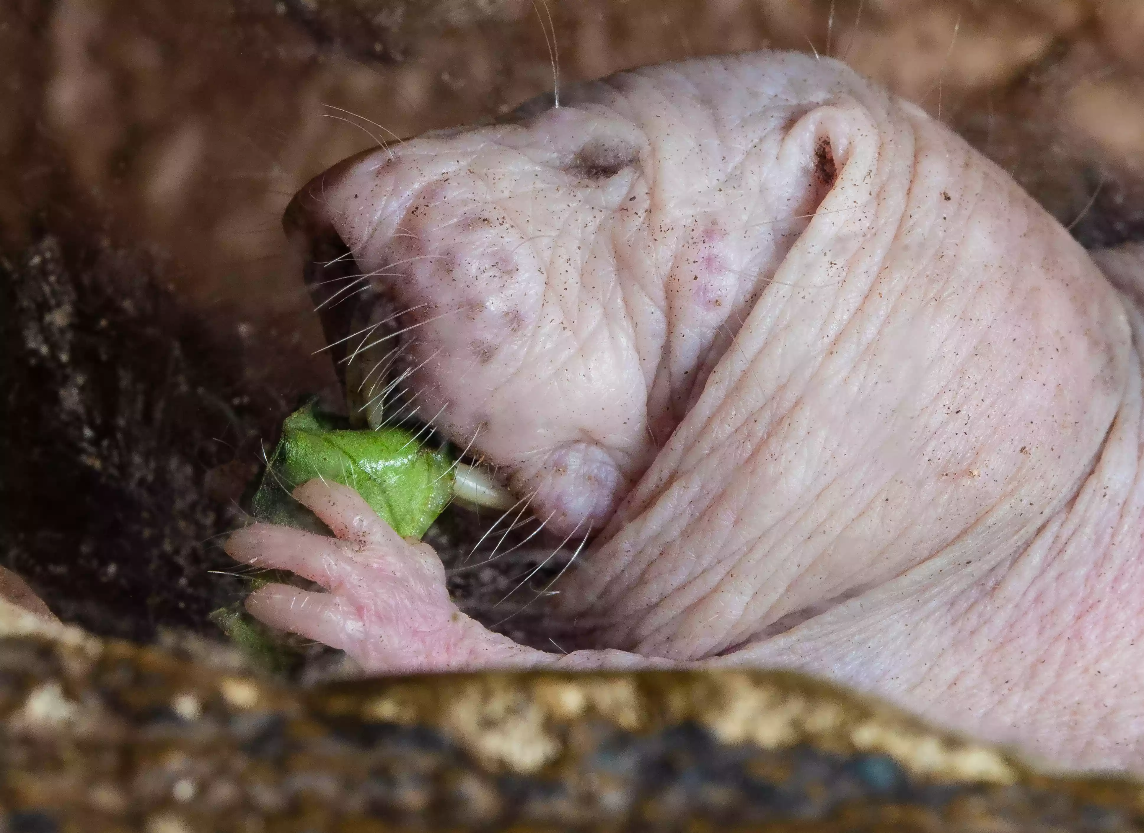 A naked mole rat eating a vegetable.