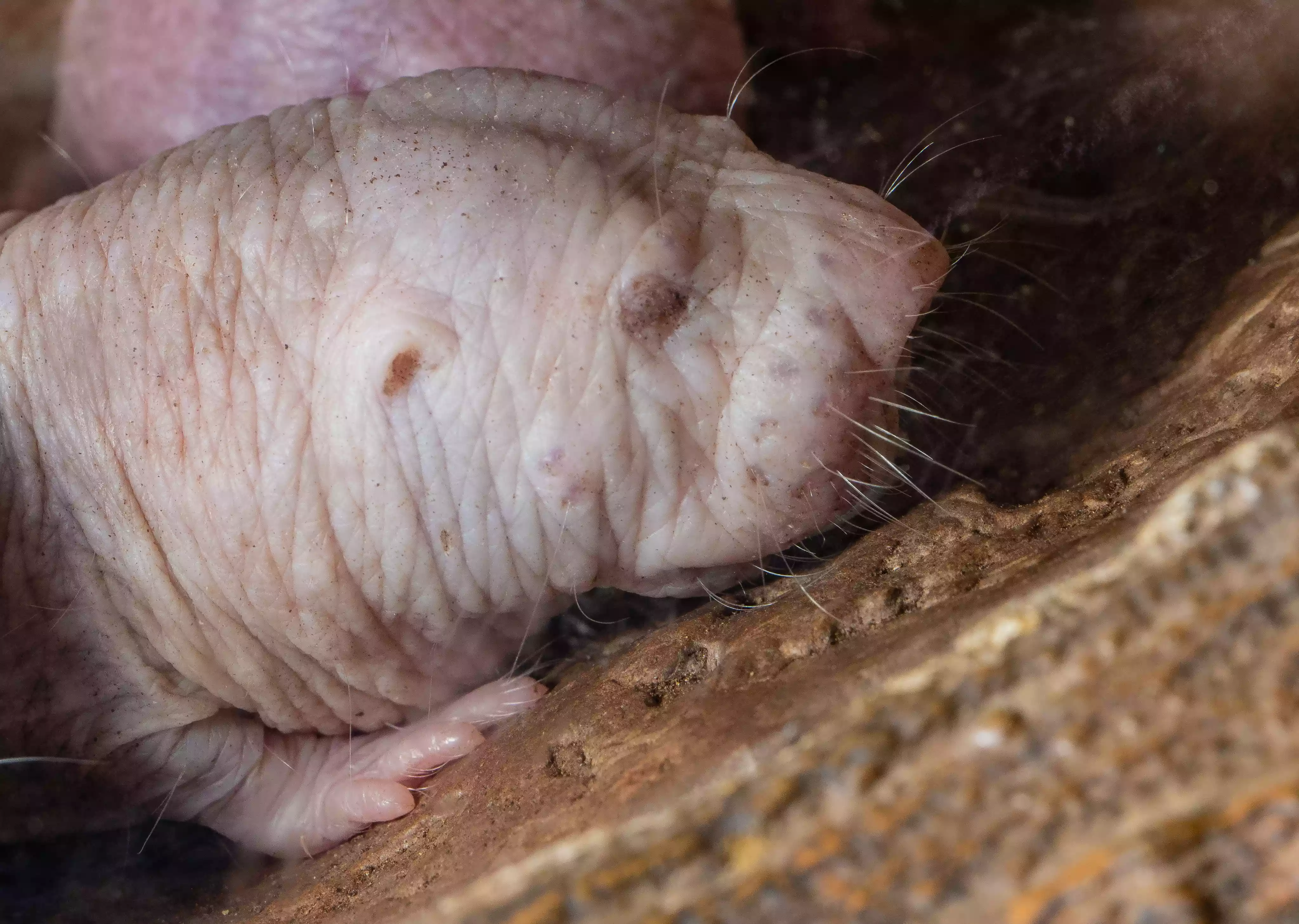 A naked mole rat rests on a rocky surface.