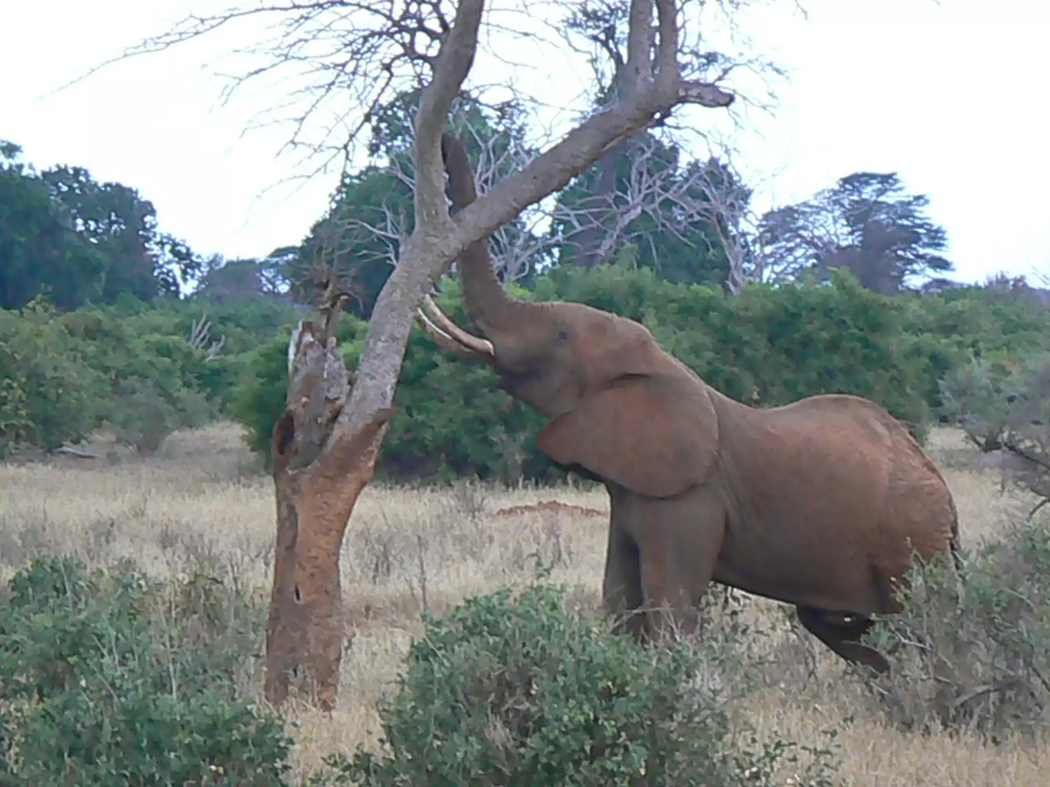 Elephant in Kenya pulling down a tree