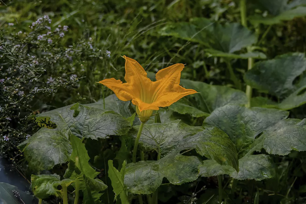 A squash blossom in full bloom.
