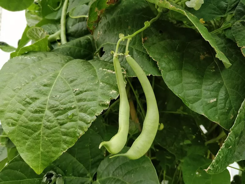 Green beans on the vine.