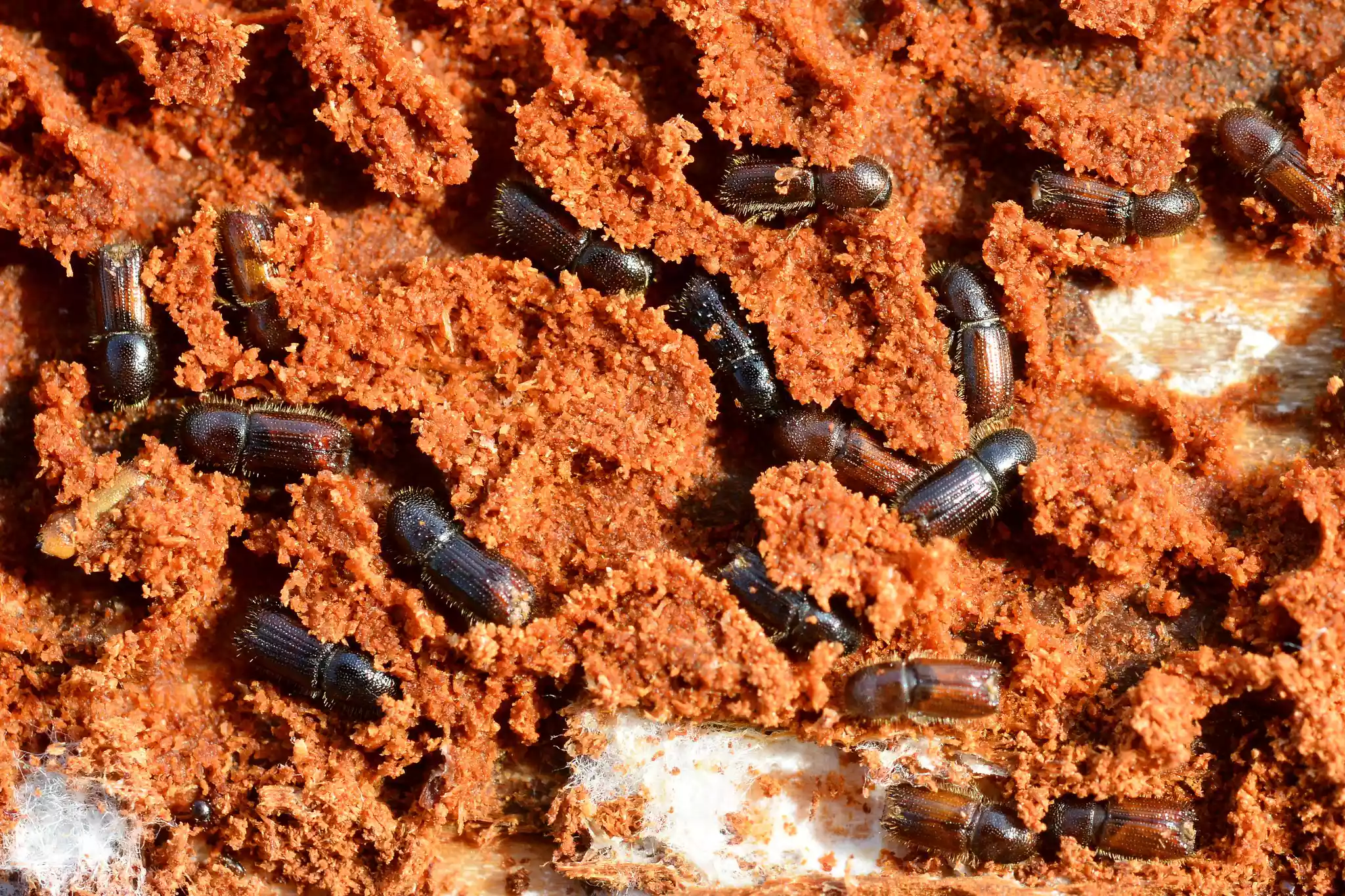 lesser larch bark beetles and their galleries under the bark of a black pine tree